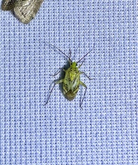 Taedia marmorata