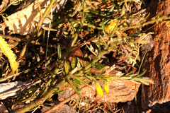 Aotus lanigera