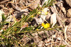 Aotus lanigera