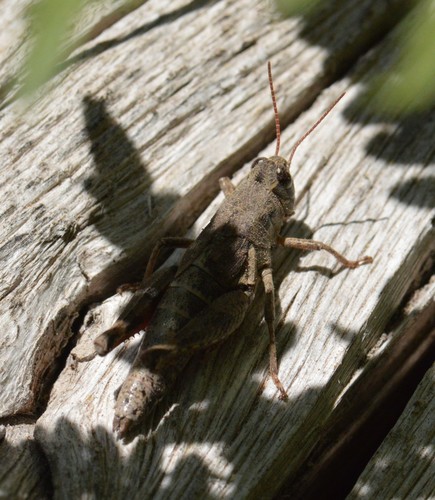 Mount Hood Short-wing Grasshopper photo 3