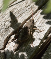 Melanoplus oreophilus