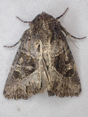 Oligia obtusa