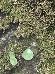 Peperomia bracteata