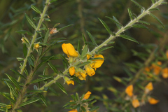 Aotus lanigera