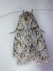 Andropolia aedon