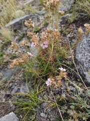 Chamaerhodos grandiflora