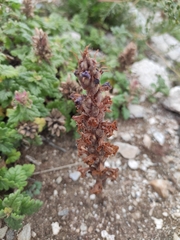 Orobanche coerulescens