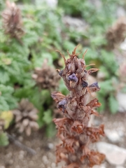 Orobanche coerulescens