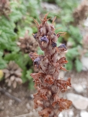 Orobanche coerulescens