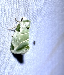 Heminocloa mirabilis