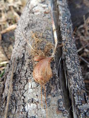 Oxalis polyphylla alba