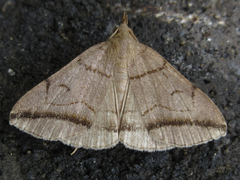 Zanclognatha griselda