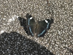 Kaniska canace nojaponicum