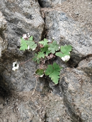 Aleuritopteris argentea