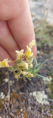 Linaria buriatica