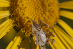 Pephricus