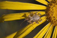 Pephricus