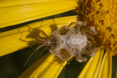 Pephricus
