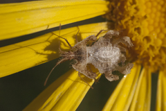 Pephricus