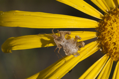 Pephricus