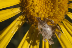 Pephricus