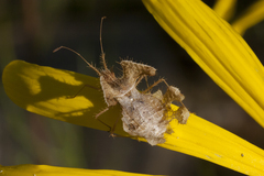 Pephricus
