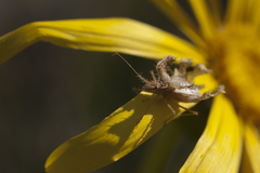 Pephricus