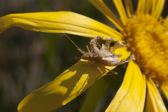 Pephricus