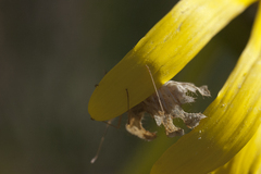 Pephricus