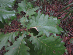 Quercus dentata
