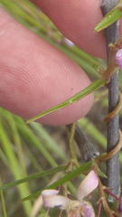 Cyphia sylvatica sylvatica