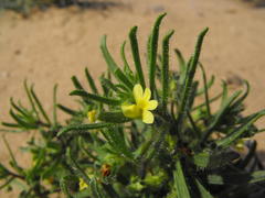 Nemesia arenifera