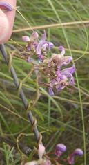 Cyphia sylvatica sylvatica