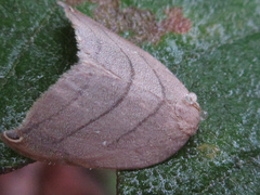 Pseudalbara parvula