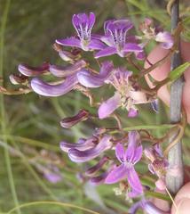 Cyphia sylvatica sylvatica