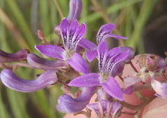 Cyphia sylvatica sylvatica