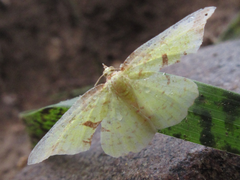 Corymica pryeri