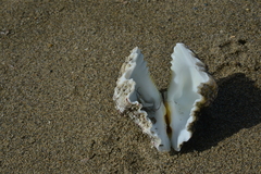 Hippopus