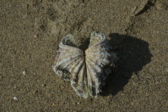 Hippopus