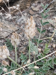 Astragalus lupulinus