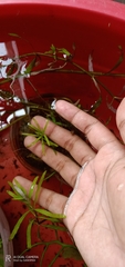 Hygrophila