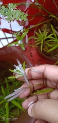 Hygrophila