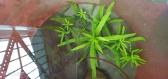 Hygrophila