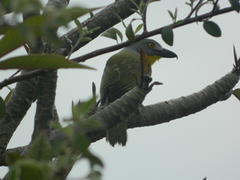Malaconotus blanchoti