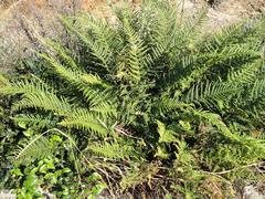 Pityrogramma calomelanos aureoflava