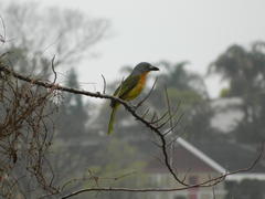 Malaconotus blanchoti