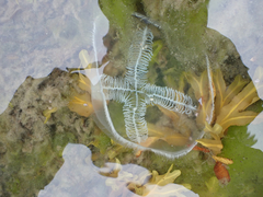 Staurostoma mertensii