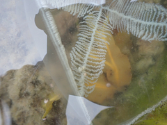 Staurostoma mertensii