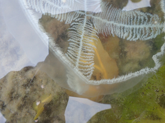 Staurostoma mertensii