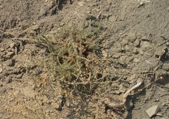 Camphorosma monspeliaca